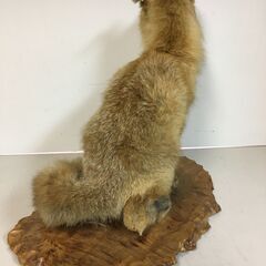 A2341狐きつねキツネ剥製はく製高さ約50cm置物オブジェ飾り