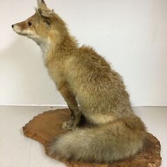 狐剥製 早い者勝ち きつね - 生き物・恐竜