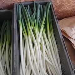 食品ロス削減‼️向き損じねぎお譲りします🙇⤵️根っこ付き。の画像