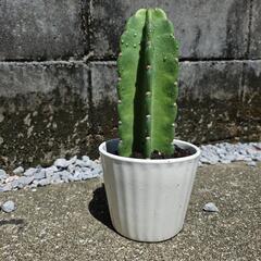 柱サボテン
