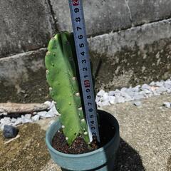 柱サボテンの画像