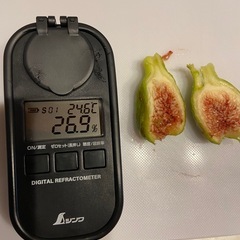 世界のイチジクの苗を販売！の画像