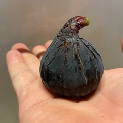 世界のイチジクの苗を販売！