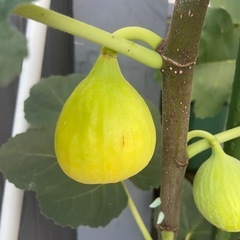 世界のイチジクの苗を販売！の画像