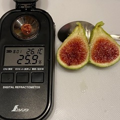 世界のイチジクの苗を販売！の画像