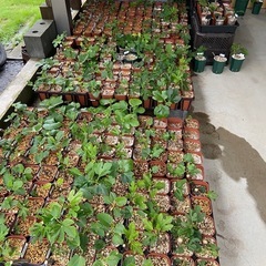 世界のイチジクの苗を販売！の画像