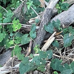 木材　根っこ　まき　の画像