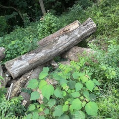 木材　根っこ　まき　の画像