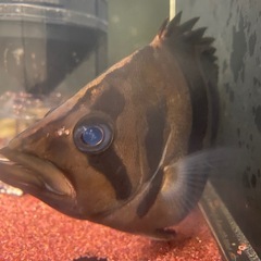 ★取引歴20件★大型魚、熱帯魚、祭りの金魚、メダカなど