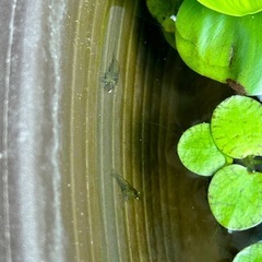 ミナミヌマエビ　10匹の画像