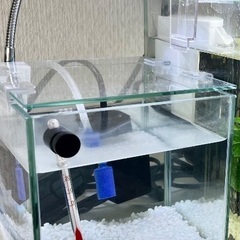 【急募！！】【熱帯魚】お魚、水槽、その他物品、まとめてお迎えして くださいませんか？の画像