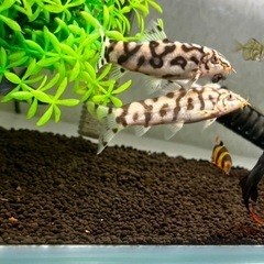 【急募！！】【熱帯魚】お魚、水槽、その他物品、まとめてお迎えして くださいませんか？の画像