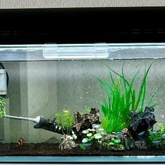 【急募！！】【熱帯魚】お魚、水槽、その他物品、まとめてお迎えして くださいませんか？の画像