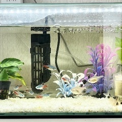 【急募！！】【熱帯魚】お魚、水槽、その他物品、まとめてお迎えして くださいませんか？の画像