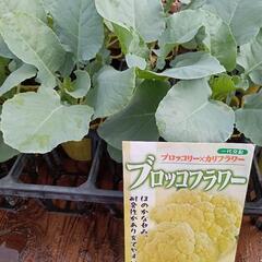 野菜苗　ブロッコリーの画像