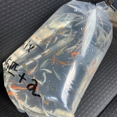 (終了)めだか mix 35匹+α  成魚の画像