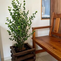 観葉植物　ベンジャミンバロック