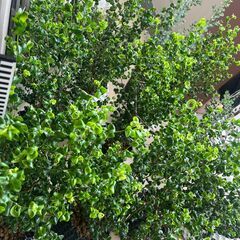 観葉植物　ベンジャミンバロックの画像