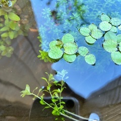 水草　パールグラス水中葉の画像