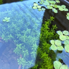 水草　パールグラス水中葉の画像