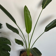 観葉植物3セット　外鉢付きの画像