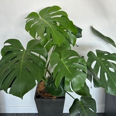 観葉植物3セット　外鉢付きの画像