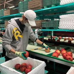 【即勤務可能】りんごの仕分けライン作業スタッフ◎昇給あり◎の画像