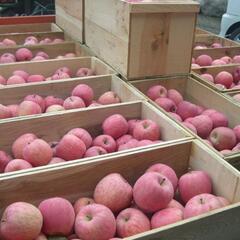 【即勤務可能】りんごの仕分けライン作業スタッフ◎昇給あり◎の画像