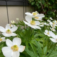 花の苗　白い花　耐寒性宿根草　カナダタアネモネ