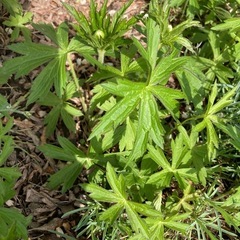 花の苗　白い花　耐寒性宿根草　カナダタアネモネの画像
