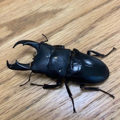 サキシマヒラタ初令幼虫３匹セットの画像