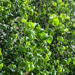 観葉植物　ベンジャミンバロックの画像