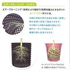観葉植物　ベンジャミンバロックの画像
