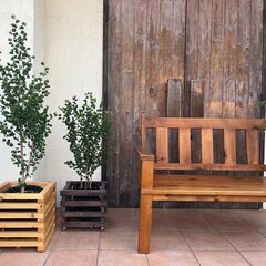 観葉植物　ベンジャミンバロックの画像