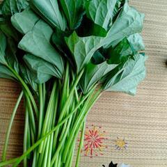 食べ応え抜群の量！芋づる