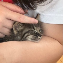 保護猫ちゃんのネコ砂等譲ってください！