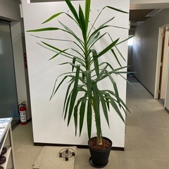 観葉植物
の画像