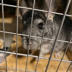 【再募集】チンチラ　1歳の女の子