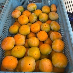 種なし柿　　和歌山県かつらぎ町産　9月中旬受渡し