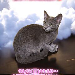 10/6(日)譲渡会。生後4ヶ月ロシアンブルー♂(⋈◍＞◡＜◍)...