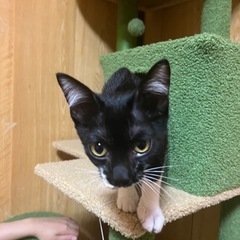 甘えん坊タキシード猫ちゃん - 薩摩川内市
