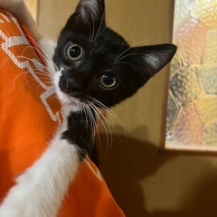 甘えん坊タキシード猫ちゃん - 里親募集