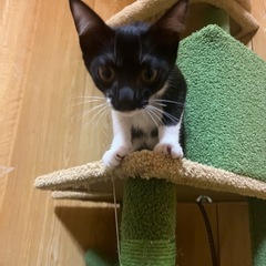 甘えん坊タキシード猫ちゃん - 猫