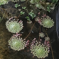 水草　メダカ　ミナミヌマエビ