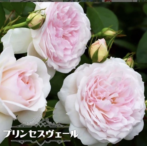 【バラの苗】プリンセスヴェールの大苗