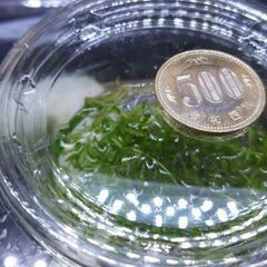 国産パールグラス⑤　1カップ～　無農薬　熱帯魚、金魚、メダカ、エビなどの水槽に　水草の画像