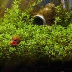 国産パールグラス⑤　1カップ～　無農薬　熱帯魚、金魚、メダカ、エビなどの水槽に　水草の画像