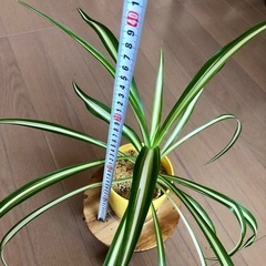 観葉植物　斑入りオリヅルラン の画像