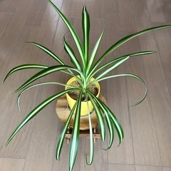 観葉植物　斑入りオリヅルラン 