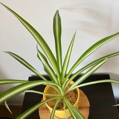 観葉植物　斑入りオリヅルラン の画像